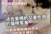 猫猫何时可以开始以肉为主食？（探究猫猫吃肉的最佳时机与注意事项）