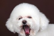 如何正确喂养卷毛寻回猎犬（钙粉是关键！宠物健康从喂养开始）