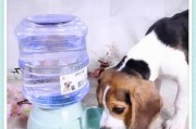 宠物狗过度饮水的健康问题（狗狗不停地喝水会引发哪些健康问题）
