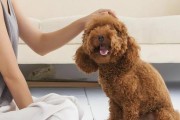 开朗型人士为何最适合养贵宾犬？（探究宠物选择与主人性格的关联，分享贵宾犬的品种特点及养护经验）