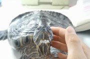 挺胸龟的饲养方法（打造健康快乐的挺胸龟生活）