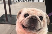巴哥犬养不得！别后悔了（为什么你应该避免养巴哥犬的关键原因）