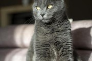 宠物蓝猫的饮食要点（了解蓝猫的食物需求，让它健康成长）