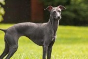 灵缇犬日常健康检查指南（打造健康快乐的灵缇犬生活）