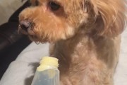 为什么狗只吃蛋黄？（探究狗只吃蛋黄的原因及对狗健康的影响）