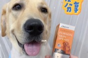 拉布拉多犬皮肤病全面解决方案（以宠物为主，关爱您的拉布拉多犬健康）