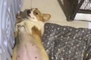狗生产前的饮食保健之道（为了母犬和新生幼犬的健康，喂什么很重要）