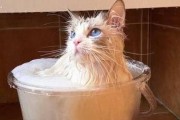 小猫洗澡的注意事项（如何给小猫洗澡？）