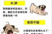 狗子为何易患细小病？（探究导致狗子易感染细小病的原因与预防措施）