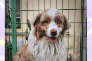 探索短毛牧羊犬的特点和训练方法（了解短毛牧羊犬的历史和外貌，掌握其适应性和训练策略）
