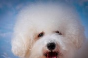 比熊犬流红眼泪的原因与解决方法