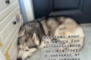 剃毛后如何保持狗狗毛色亮丽（选择适合的饮食和护理产品，让宠物重获美丽的毛发）