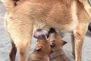 奶狗的哺乳时期有多长？（了解奶狗喝奶的时间和需求量）