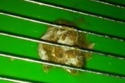 以鸟喂虫为何会导致拉肚子？（探究鸟类喂食行为引发拉肚子的原因）