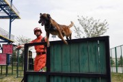 如何训练幼犬匍匐动作（以丝毛梗为例，让你的宠物成为表演高手）