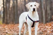 如何让你的拉布拉多更敏捷？（提高宠物犬的灵活性，让它更健康）
