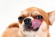 狗狗生活必备全知道（从食物到玩具，一应俱全的狗狗生活必备品）