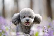 了解泰迪犬常见的七种疾病，守护它们的健康