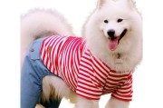 萨摩耶清凉过夏攻略（宠物狗狗也需要夏日清凉，快来了解一下吧！）