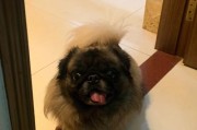 如何判断京巴是否过胖？（教您三招，保持宠物健康）