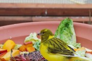 金丝雀的饲养方法（打造最佳宠物生活）