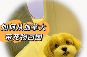 带宠物入境，一路有你（宠物入境手续全解析，让你出行无忧）