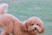 贵宾犬饲养指南（从营养到训练，全面掌握贵宾犬养护技巧）