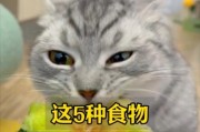 猫咪可以吃人类的食物吗？（探索猫咪可以享用的营养美味又实惠的人类食物）