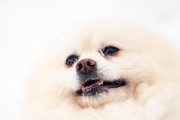 宠物狗五官异常的治疗方法（及时治疗，宠爱一生；狗狗眼、耳、鼻、口、牙齿健康）