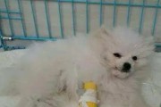 博美犬寿命与主人常犯的五大错误（主人必读！让你的博美犬更长寿的秘诀揭密）