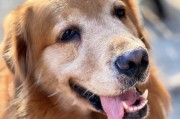 贵宾犬日餐控制，健康体重从我开始（每日一餐，关键是掌握食量）