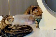 摔猫怎么办？教你正确处理猫咪意外受伤情况（遭遇猫咪意外受伤应该怎么办？如何正确处理猫咪摔伤？）