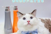 如何为宠物猫咪选择合适的衣服（穿衣前需要知道的事情）