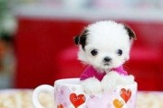 茶杯犬饲养新手必备守则——宠爱小可爱的正确方法（从选购到喂养，这些关键点你必须知道！）