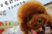 拯救你家狗狗的耳朵（解决狗狗耳朵的问题，让它们更健康和愉快）