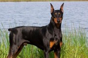 马犬家养的优点和缺点（马犬适合家养的关键因素和需要注意的问题）