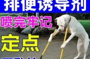 如何训练宠物狗狗在室外大小便？（掌握科学方法，让狗狗养成好习惯）