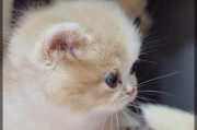 猫的脚的特点及其作用（探索猫咪脚掌的奥秘与功能）