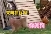为什么狗狗老叫？（探究狗狗叫声的来源和原因）