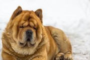 驯养松狮犬的最佳时机（从宠物角度出发，掌握松狮犬的驯养时间）