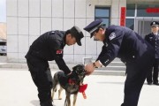 如何办理兰州拉布拉多犬证件（详细介绍办理兰州拉布拉多犬证件的流程和要求）