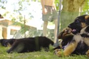 幼犬到家多久后才能出门？幼犬出门安全指南