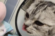 猫咪频繁打喷嚏，却不流鼻涕，到底是怎么回事？（揭开猫咪喷嚏背后的秘密，了解如何有效治疗）
