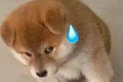 狗为何不流汗？（探究狗体内温度调节的秘密）
