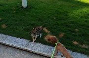 以泰迪犬为宠物是否能担任看家任务？（泰迪犬的性格特点、训练方法和实际应用探究）