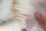 揭秘狗狗身上黑点的奥秘（了解狗狗身上黑点的原因和处理方法）