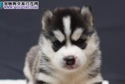冬季哈士奇幼仔护理指南（宠物犬种养护、保健、饮食方案）