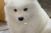 狗狗生气了，你需要了解的表现和处理方法（掌握15种狗狗生气的迹象，让宠物健康快乐）