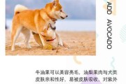 如何给银狐犬孕期提供合适的饮食（喂养银狐犬孕期的饮食要点及注意事项）