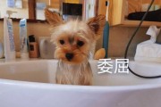 约克夏的洗澡之大学问（从保持健康到让毛发更美丽，约克夏洗澡的诀窍全在这里！）
